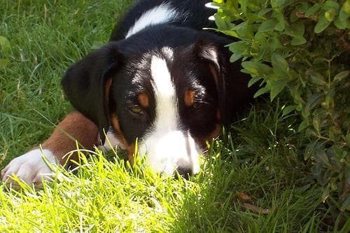 Appenzeller
