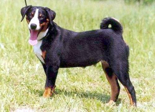 Appenzeller