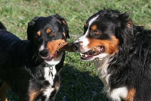Appenzeller