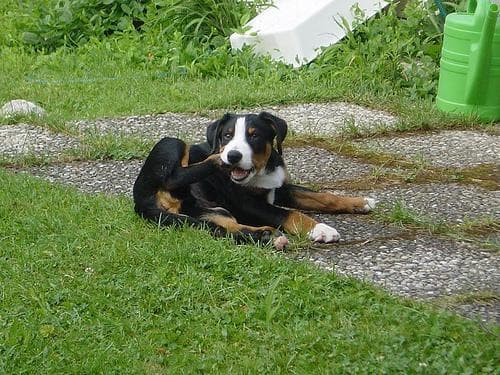 Appenzeller