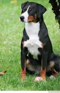 Appenzeller