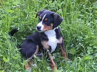 Appenzeller