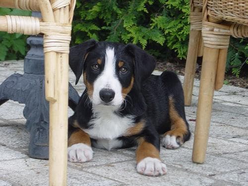 Appenzeller