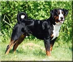 Appenzeller