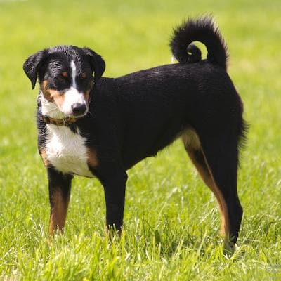 Appenzeller