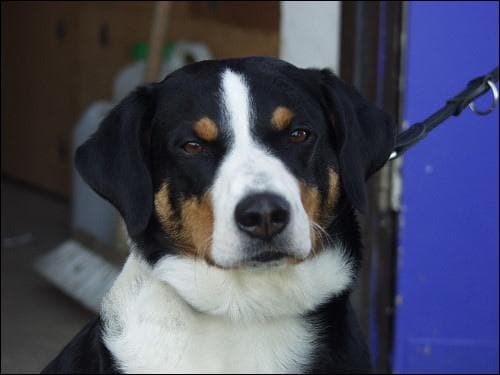 Appenzeller