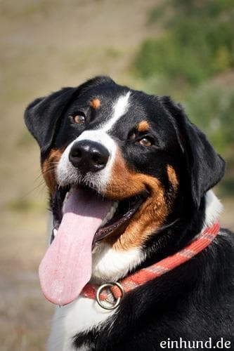 Appenzeller