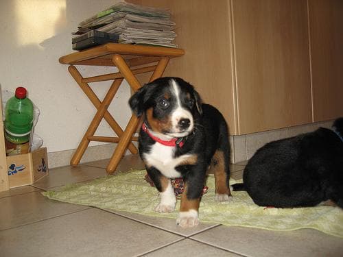 Appenzeller