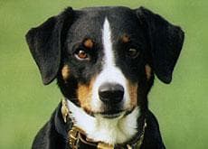 Appenzeller