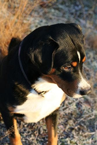 Appenzeller