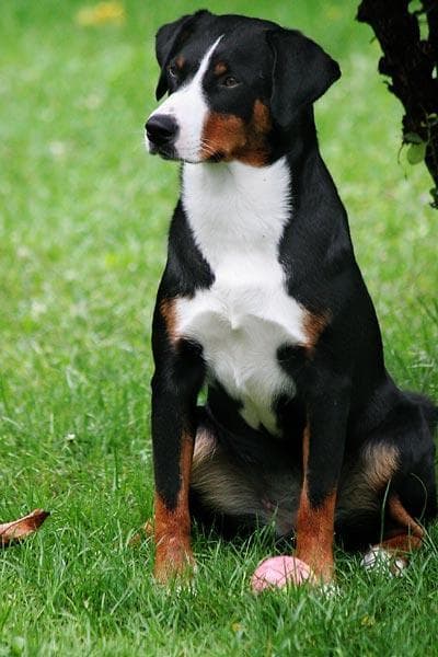 Appenzeller