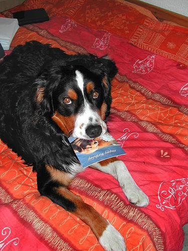 Appenzeller