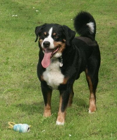 Appenzeller