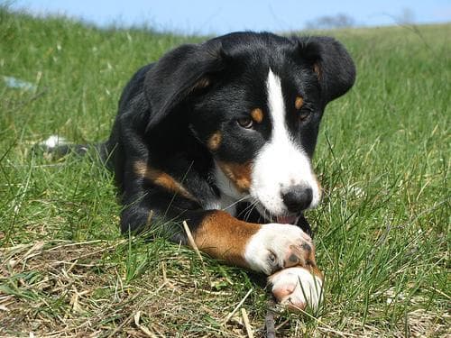 Appenzeller