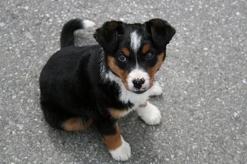 Appenzeller