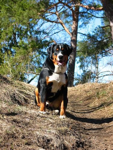 Appenzeller