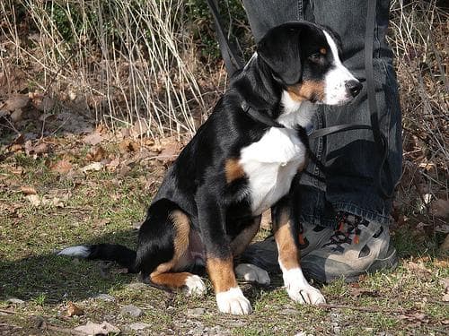 Appenzeller