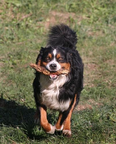 Appenzeller