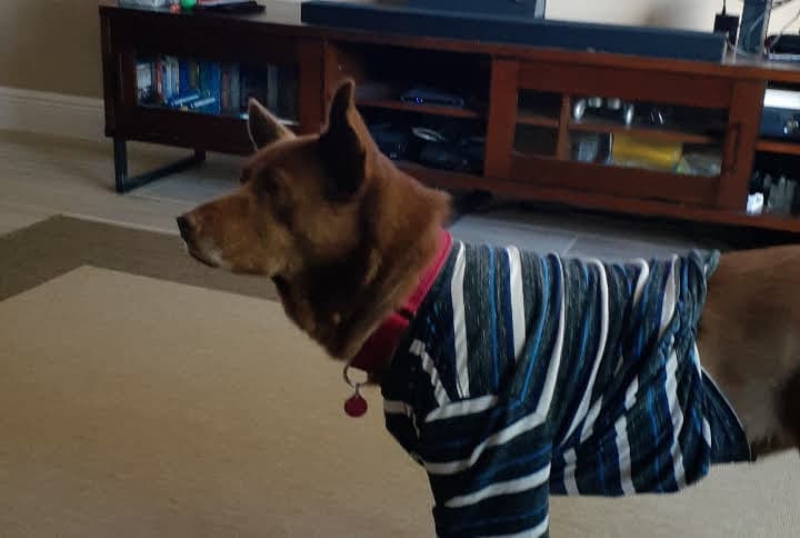 australian/kelpie