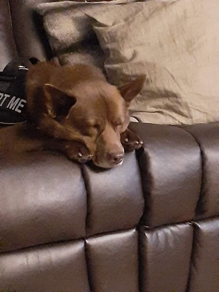 australian/kelpie