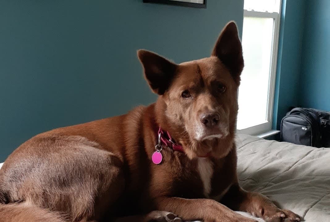 australian/kelpie