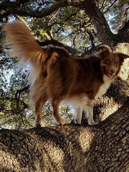 Australian Shepherd