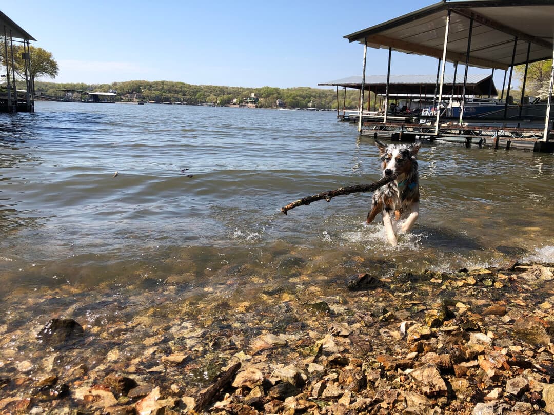 Australian Shepherd