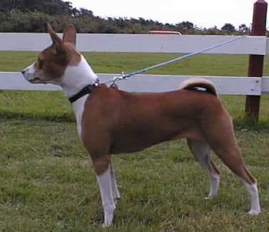 Basenji