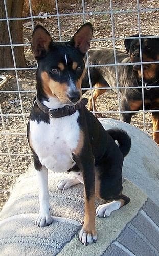 Basenji