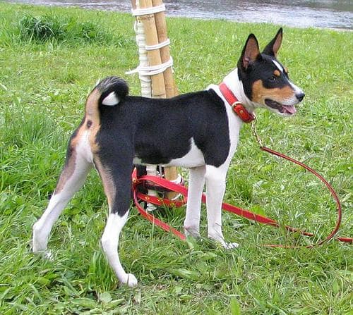 Basenji