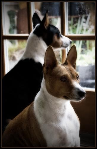 Basenji