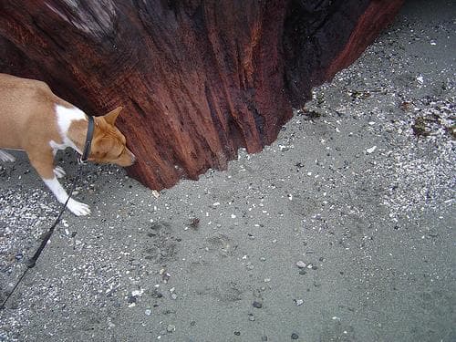 Basenji