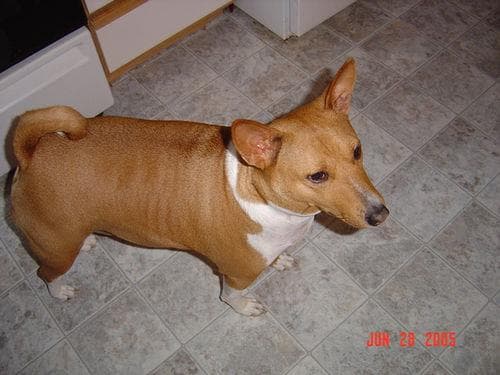 Basenji