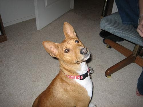Basenji
