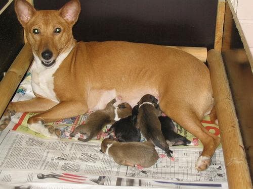 Basenji