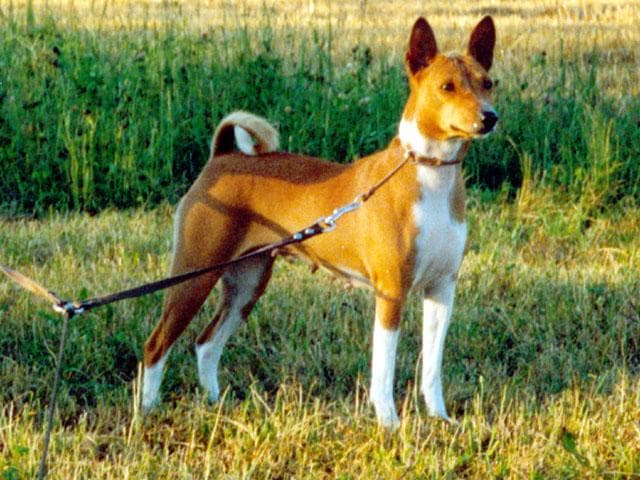 Basenji