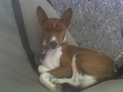 Basenji