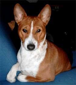 Basenji