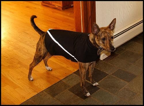 Basenji