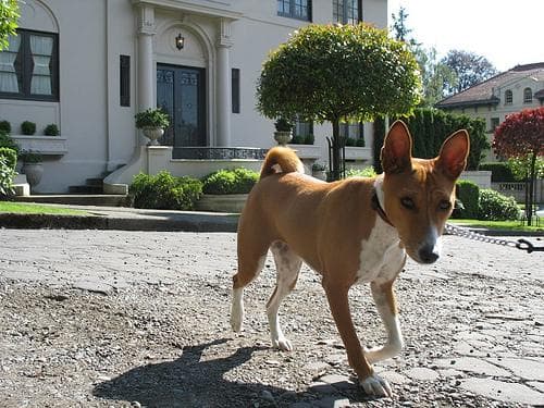 Basenji