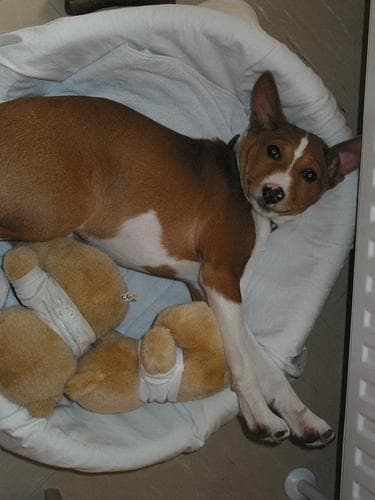 Basenji