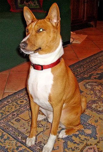 Basenji