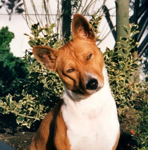 Basenji