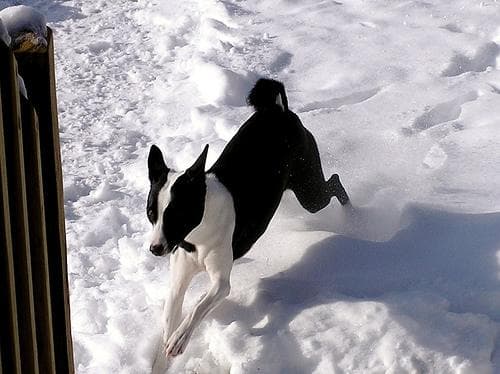 Basenji