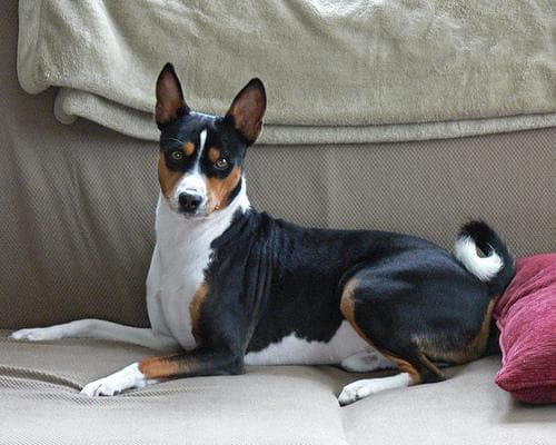 Basenji