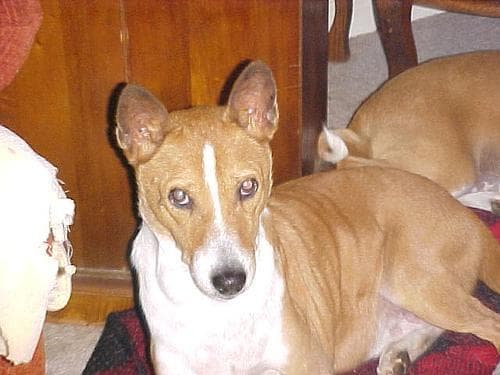 Basenji