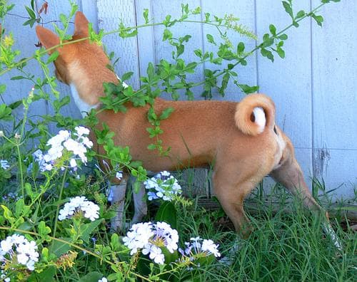 Basenji