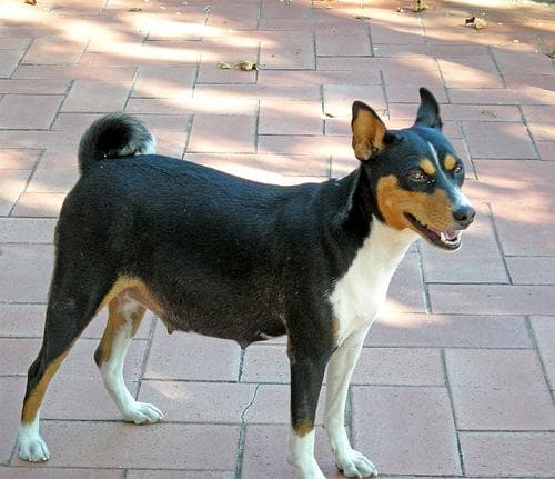 Basenji