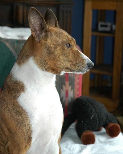 Basenji
