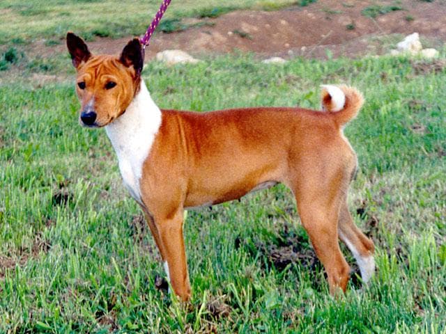 Basenji